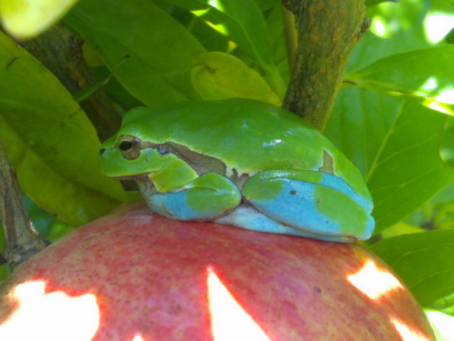 Piccolo anuro nel mio giardino - Hyla intermedia