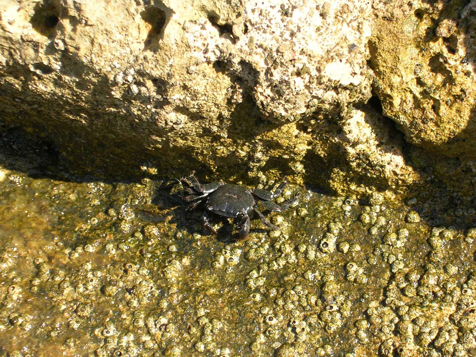 Pachygrapsus marmoratus