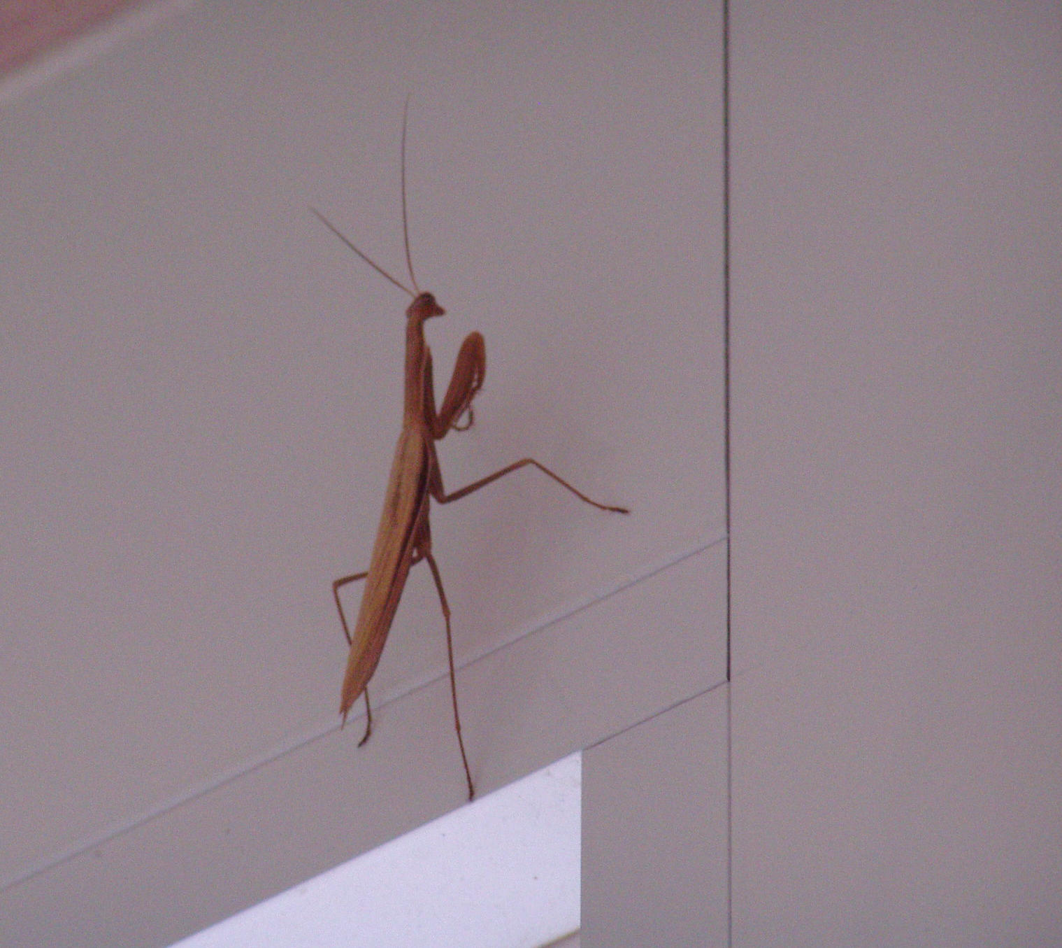 Mantide croata:Mantis religiosa maschio