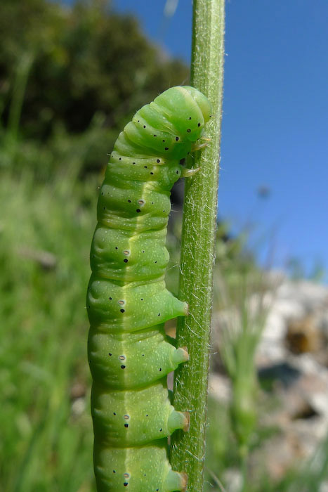 Bruco (identificazione specie)