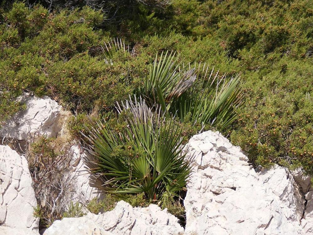 Mesembryantemum nodiflorum