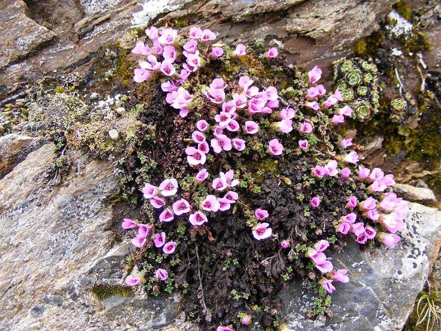 Saxifraga oppositifolia / Sassifraga a fg. opposte