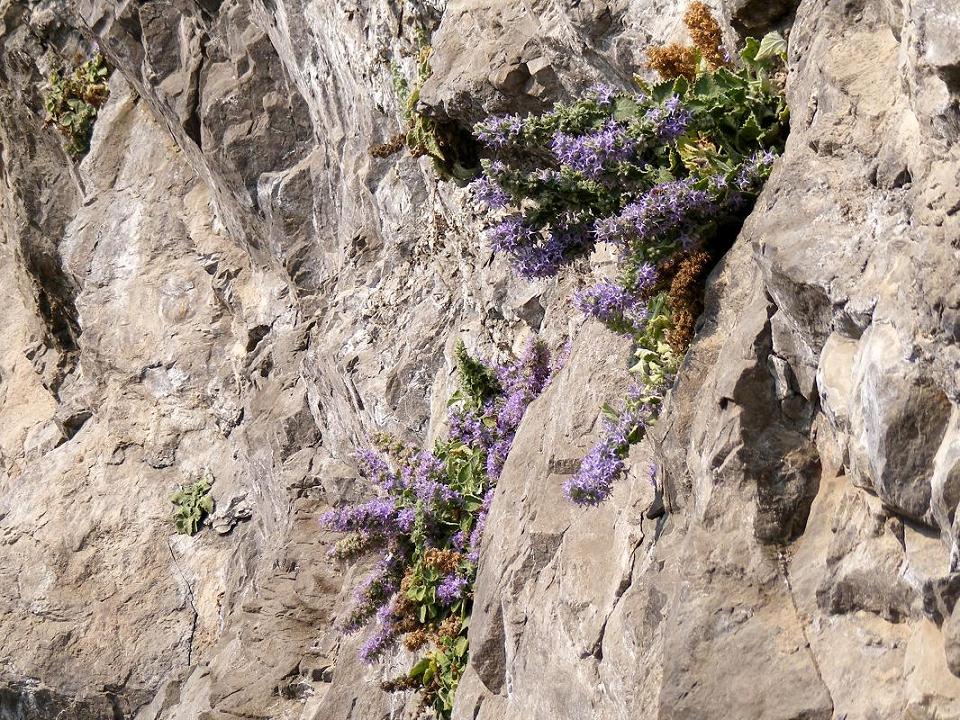 Campanula elatinoides / Campanula insubrica