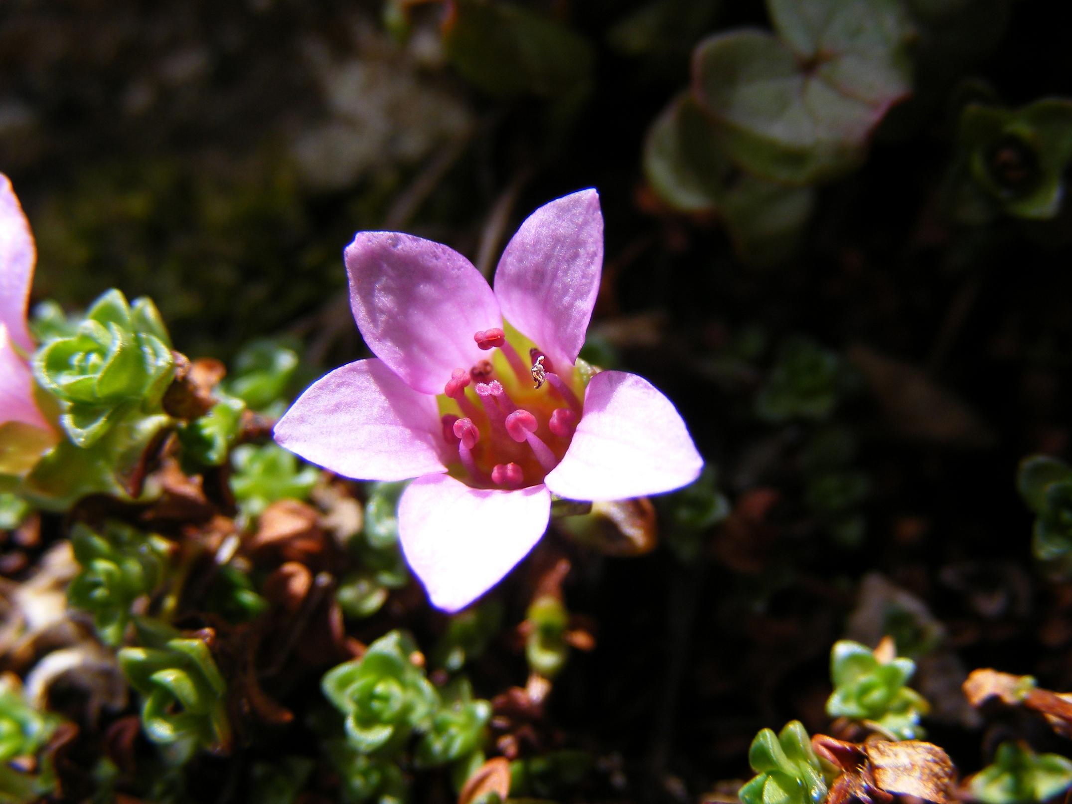 Saxifraga oppositifolia / Sassifraga a fg. opposte