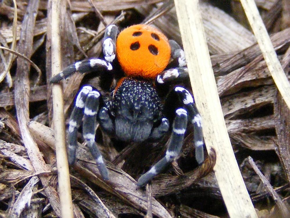 Eresus sp.