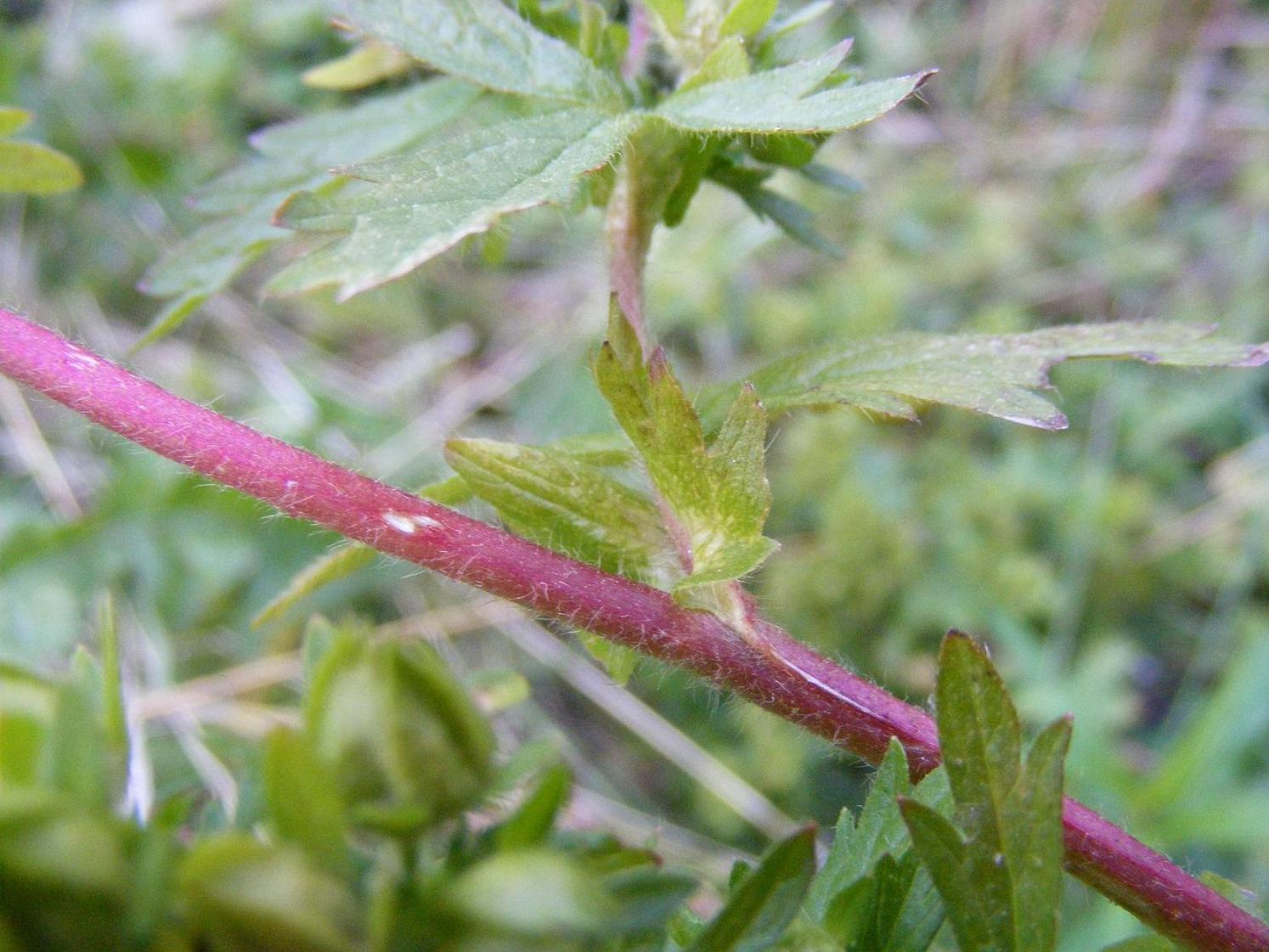 Potentilla norvegica / Potentilla della Norvegia