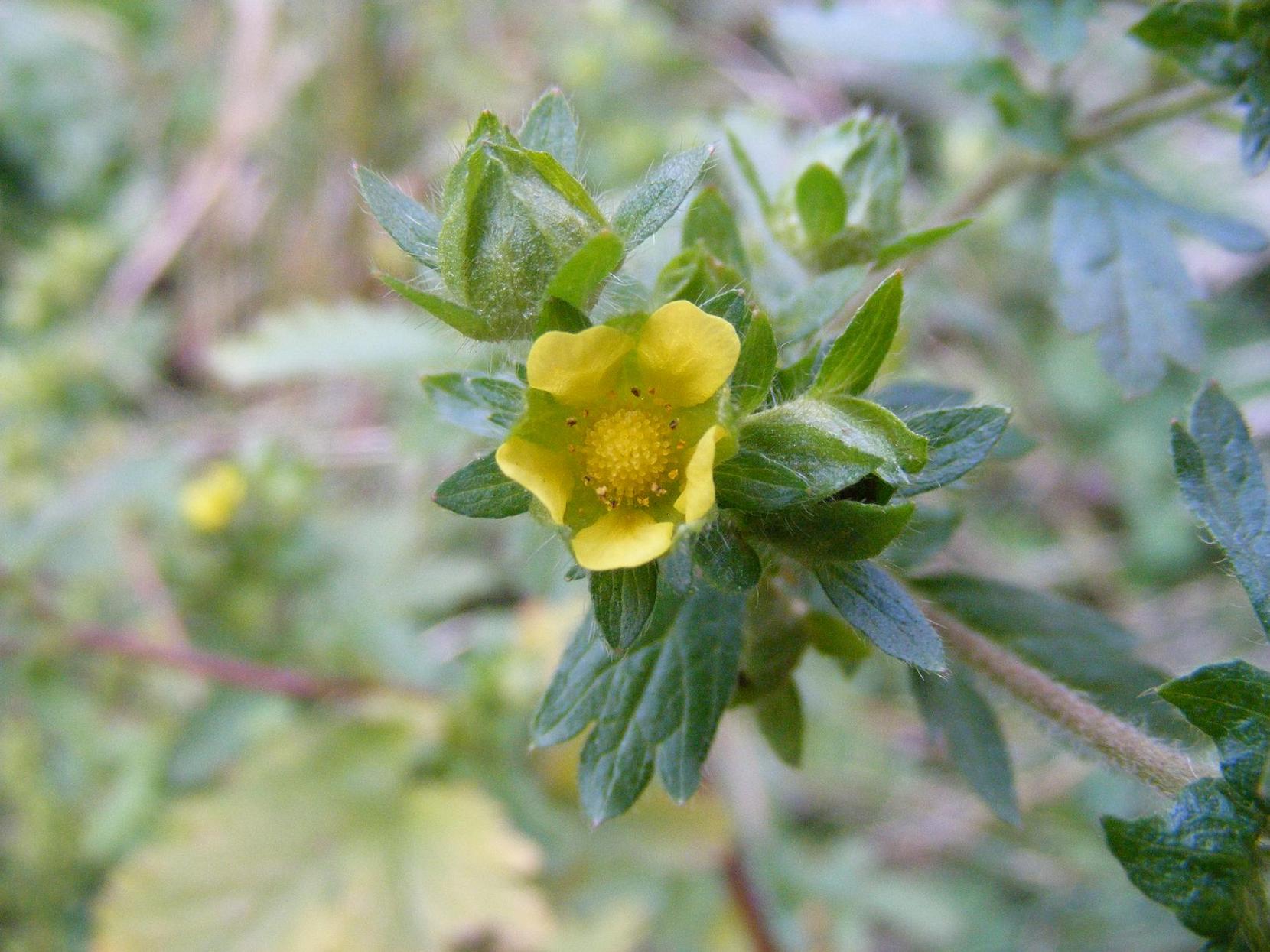 Potentilla norvegica / Potentilla della Norvegia