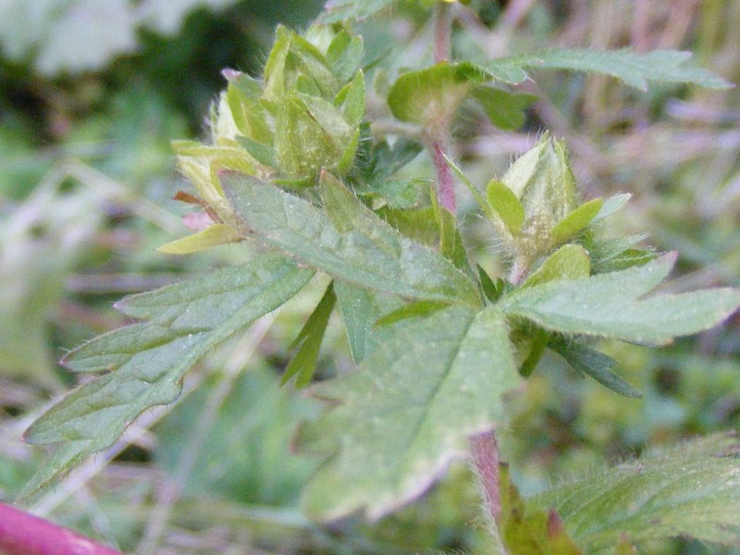 Potentilla norvegica / Potentilla della Norvegia