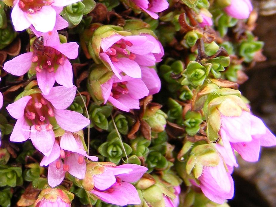 Saxifraga oppositifolia / Sassifraga a fg. opposte