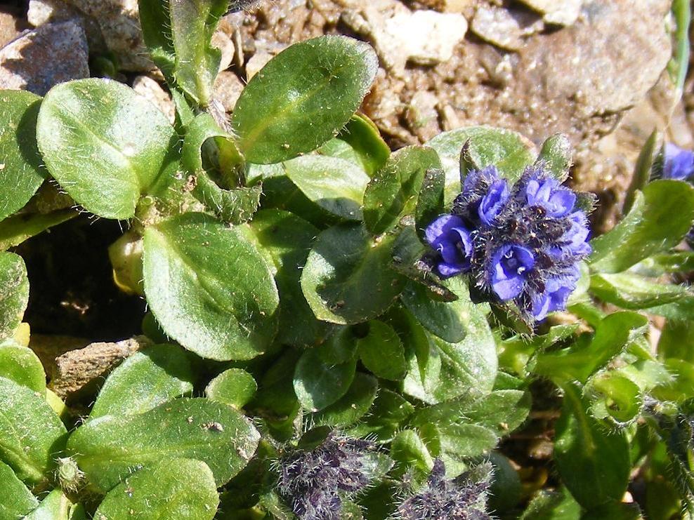 Veronica alpina / Veronica delle Alpi