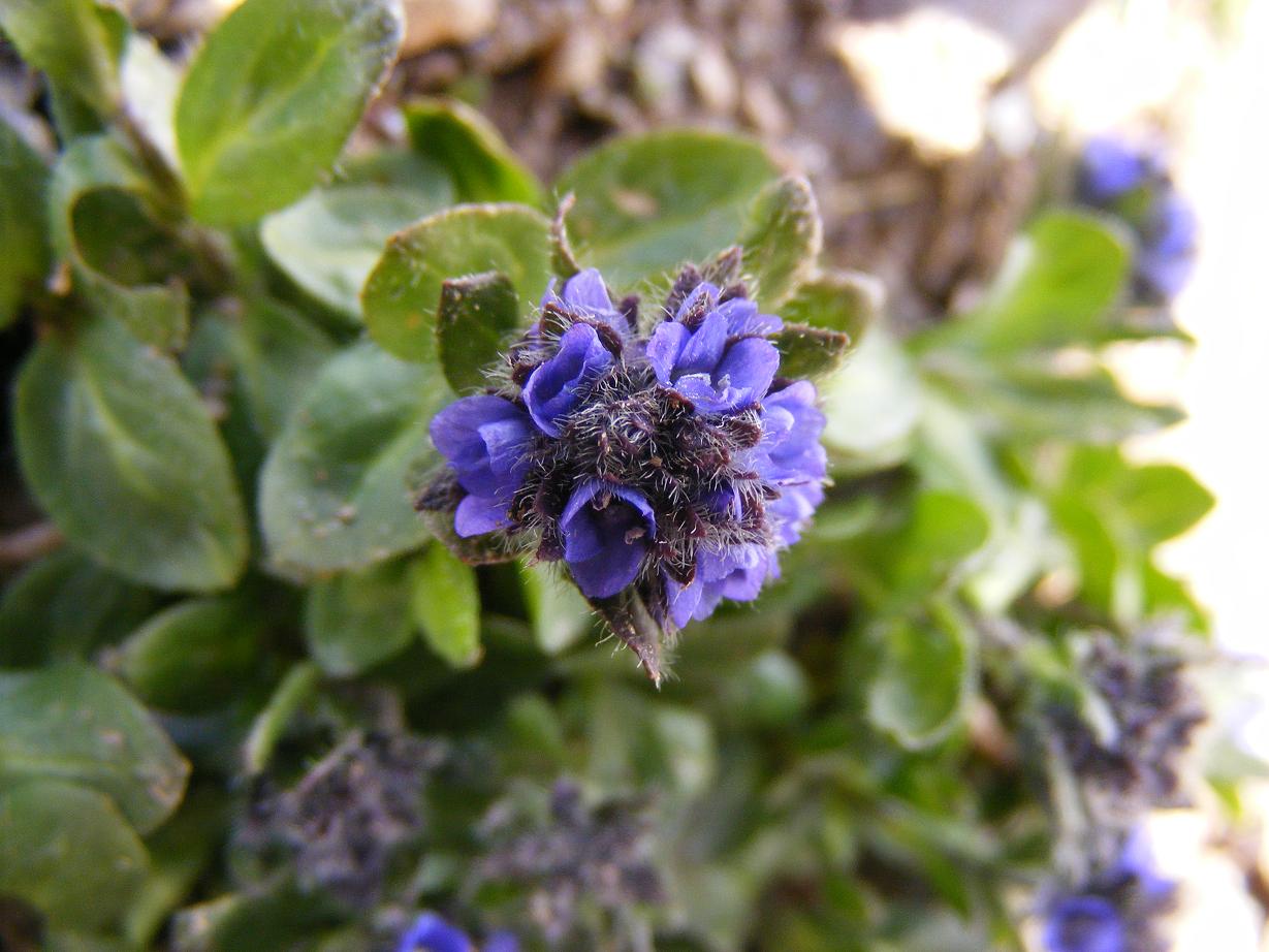 Veronica alpina / Veronica delle Alpi
