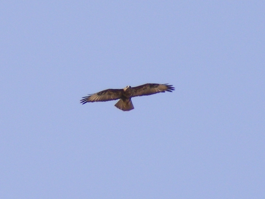 Rapace isolano