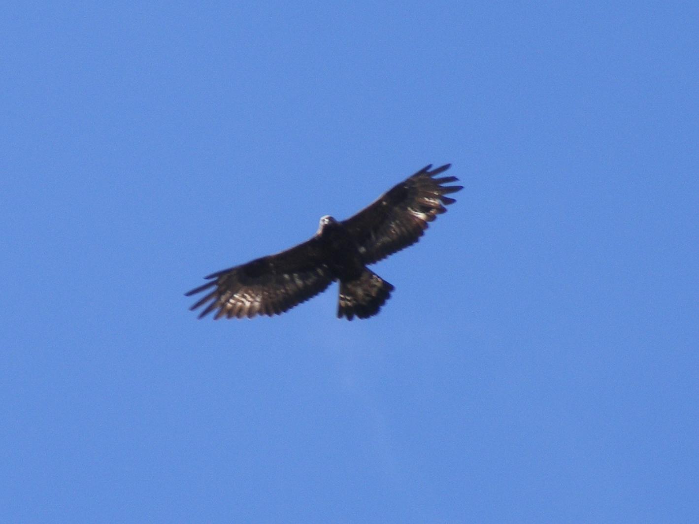 Rapace camuno:  Aquila reale