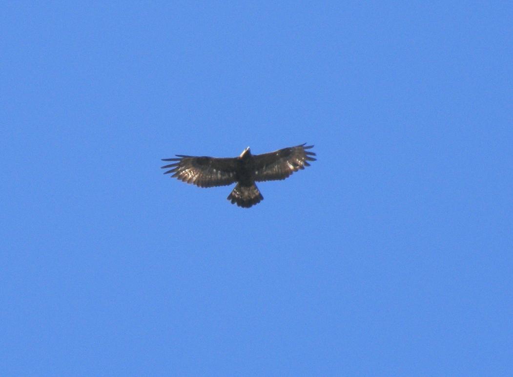 Rapace camuno:  Aquila reale
