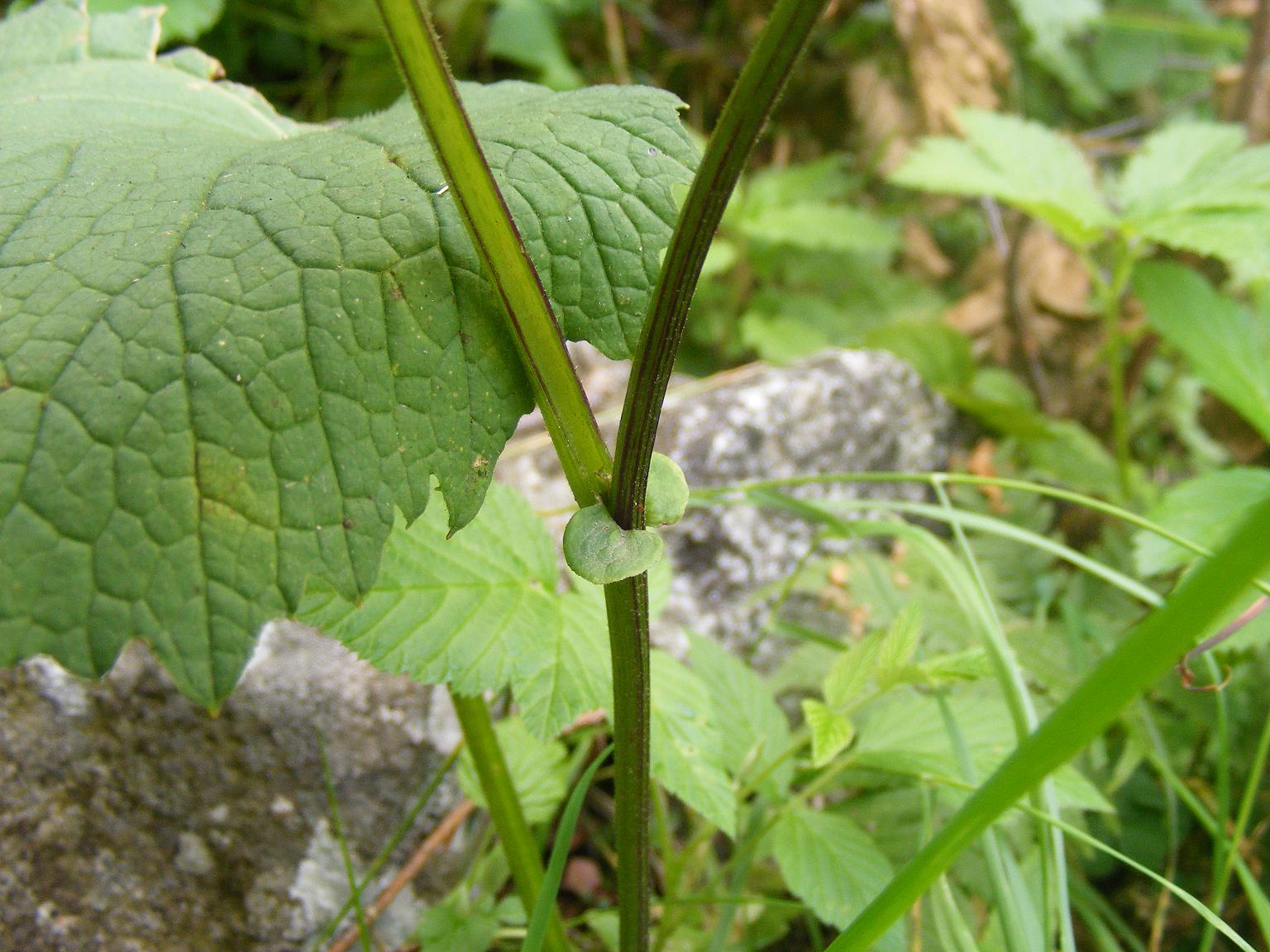 Adenostyles alliariae / Cavolaccio alpino