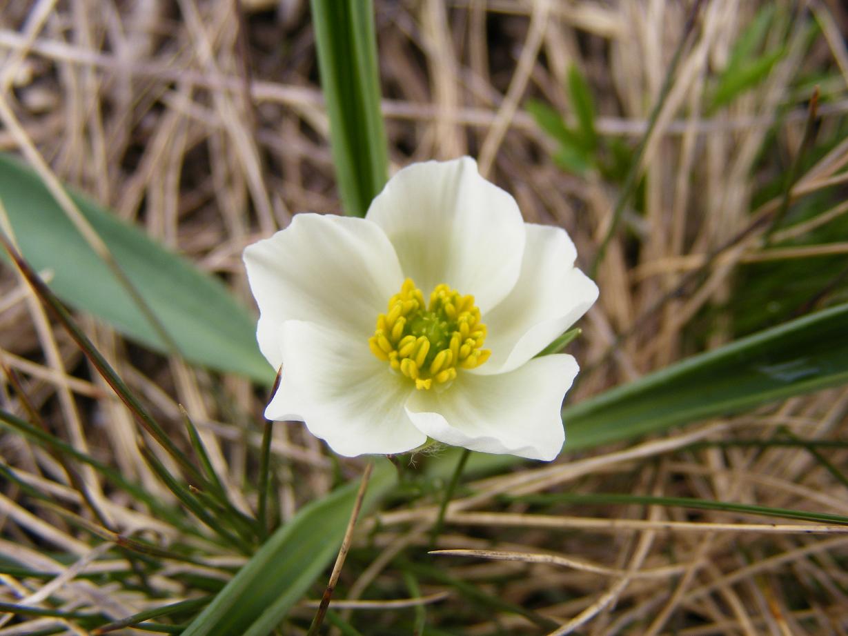 Ranunculus pyrenaeus