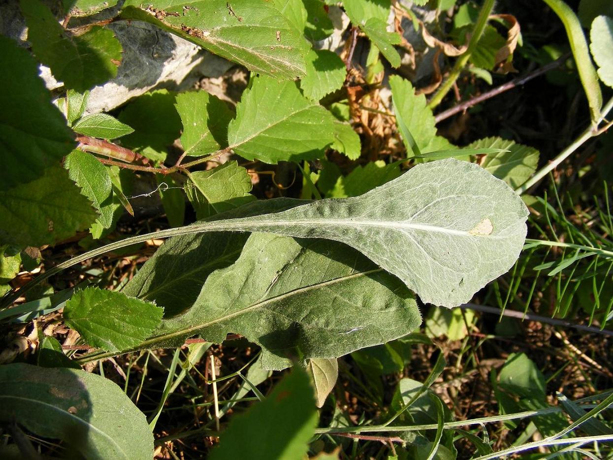 Centaurea rhaetica / Fiordaliso retico