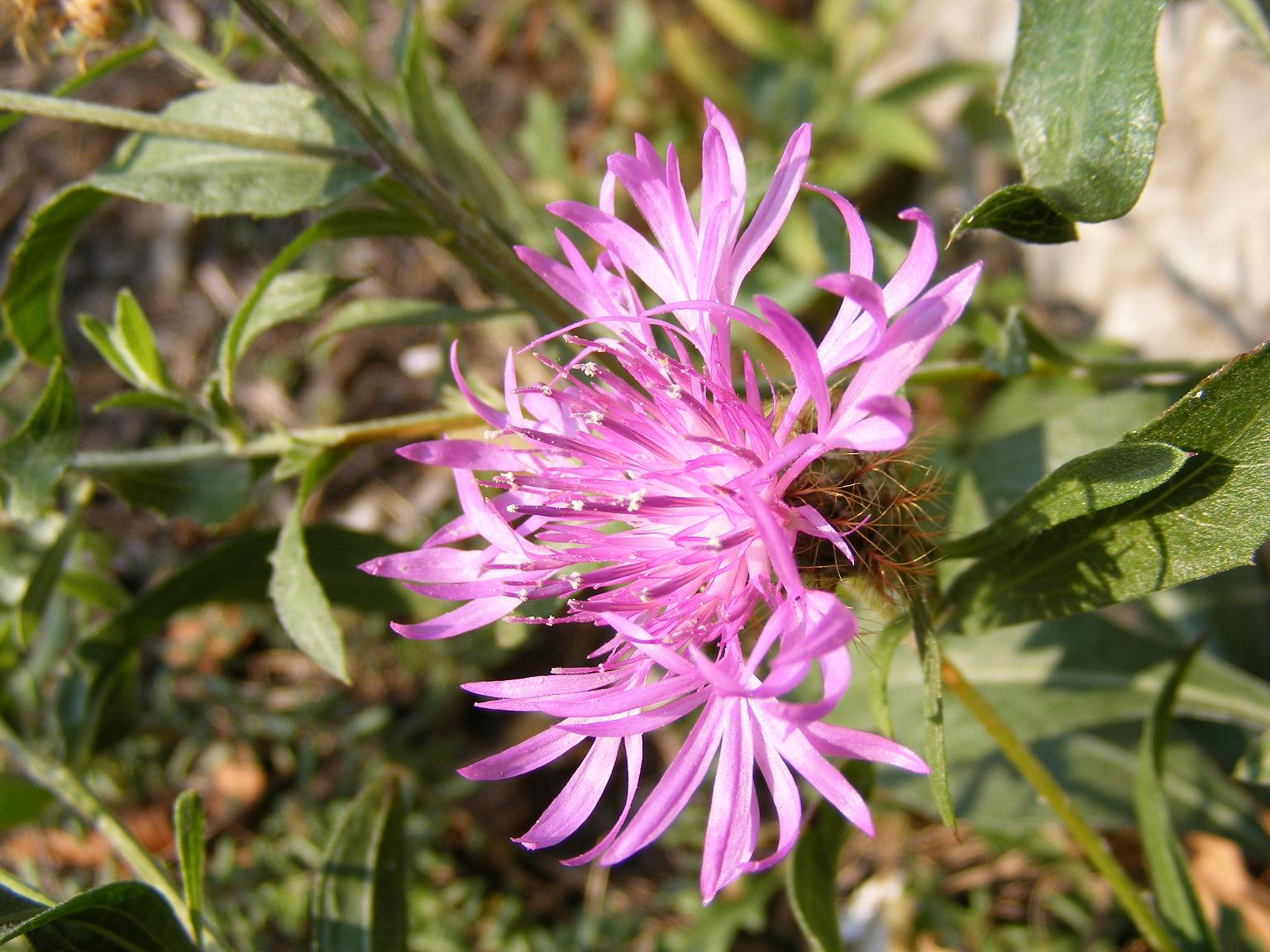 Centaurea rhaetica / Fiordaliso retico