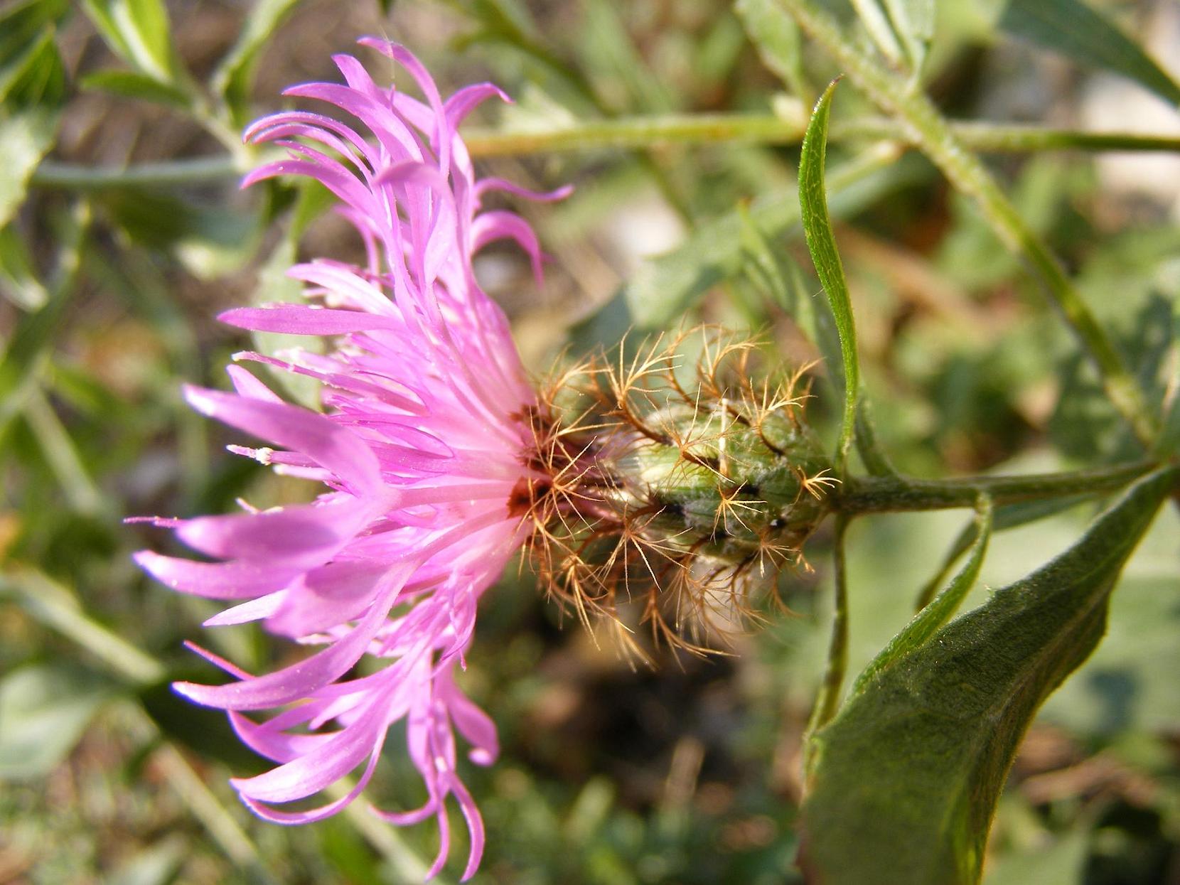 Centaurea rhaetica / Fiordaliso retico