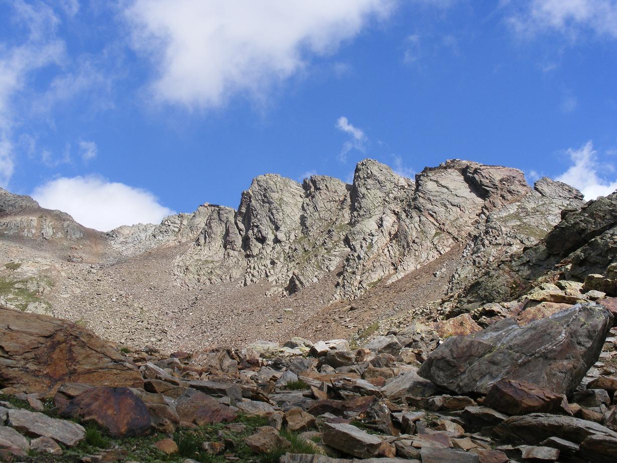 Veronica alpina / Veronica delle Alpi