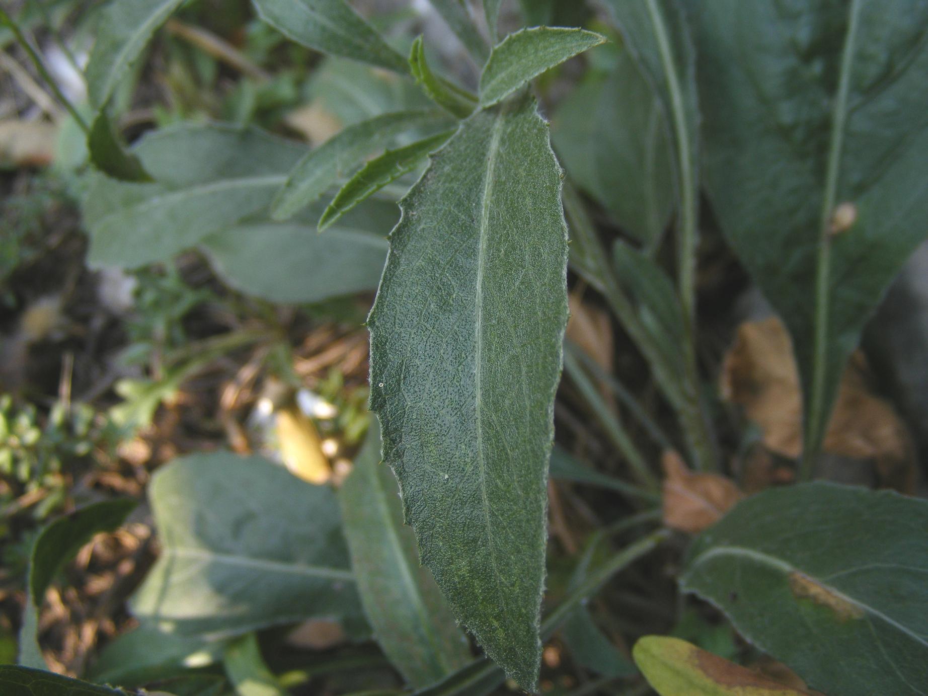 Centaurea rhaetica / Fiordaliso retico
