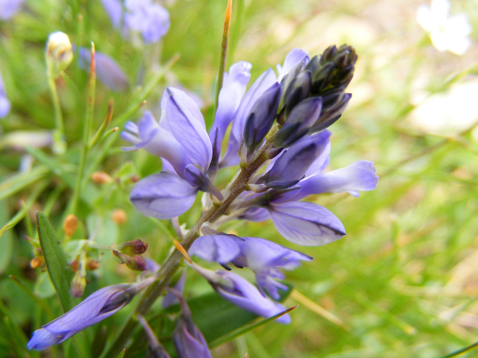 Grappolo azzurro - Polygala sp.