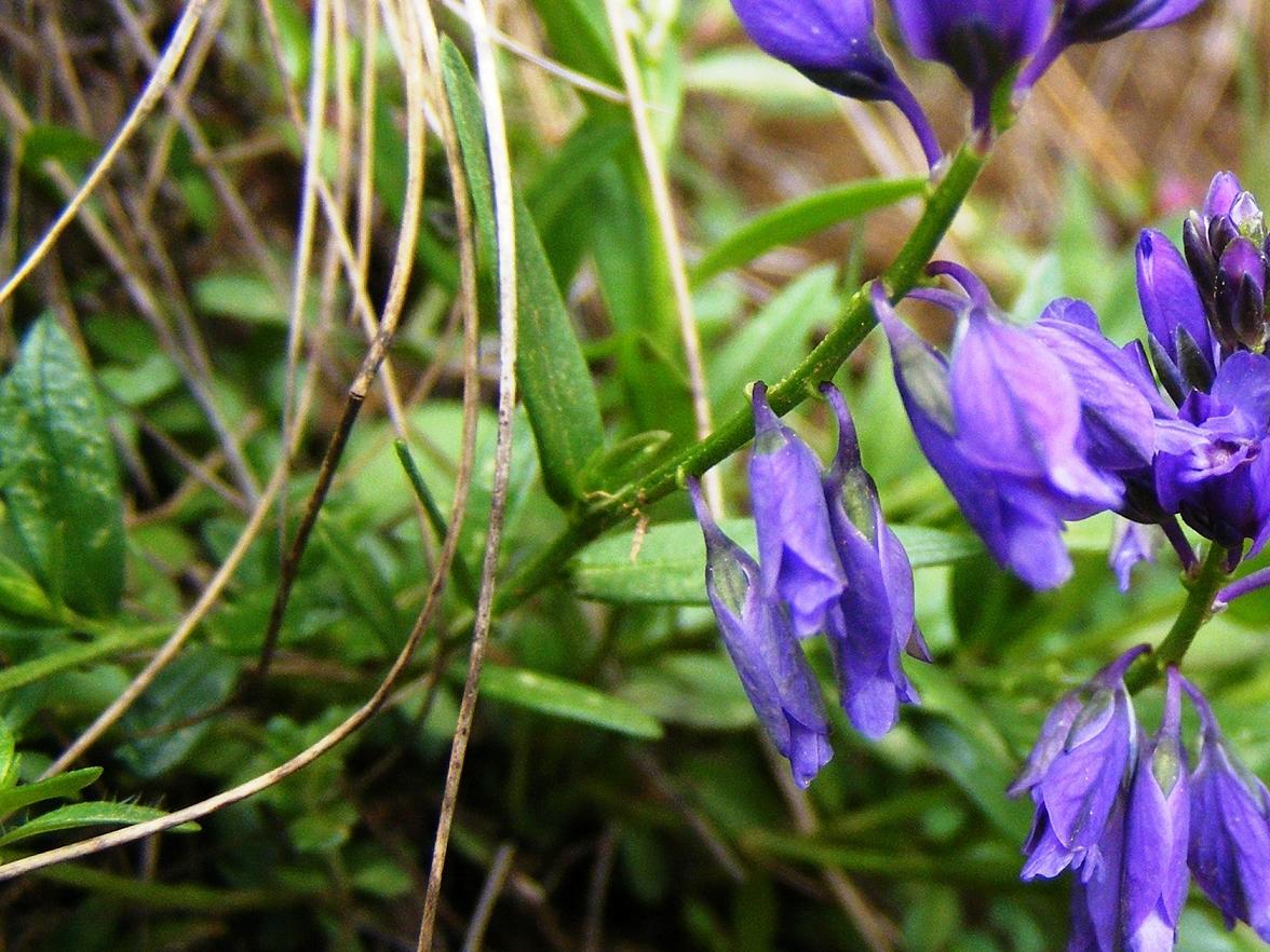 Grappolo azzurro - Polygala sp.