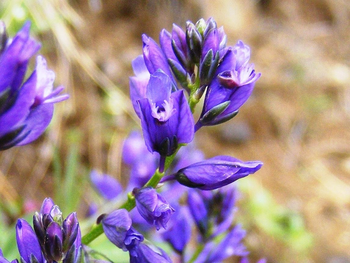Grappolo azzurro - Polygala sp.