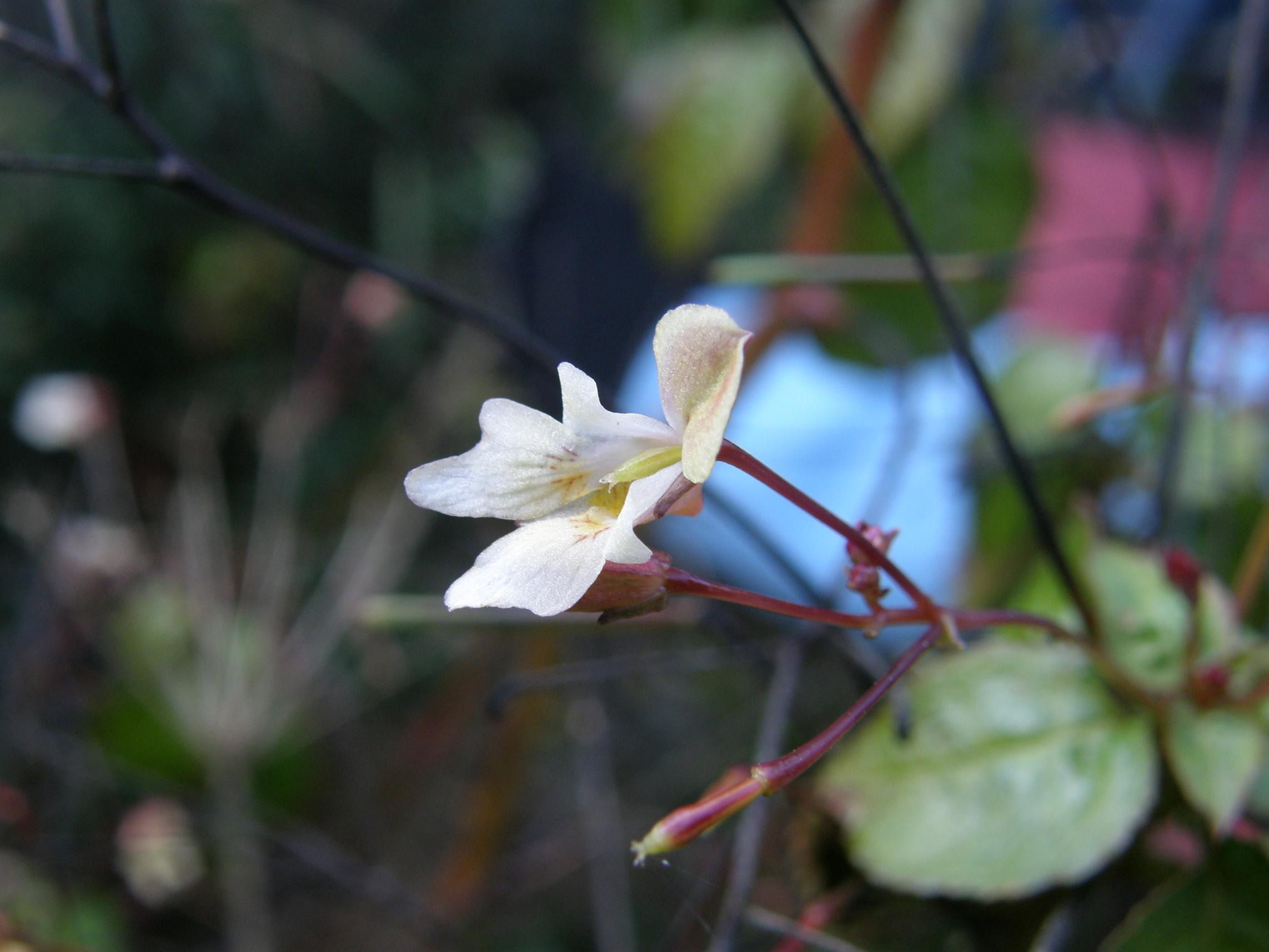 Impatiens parviflora