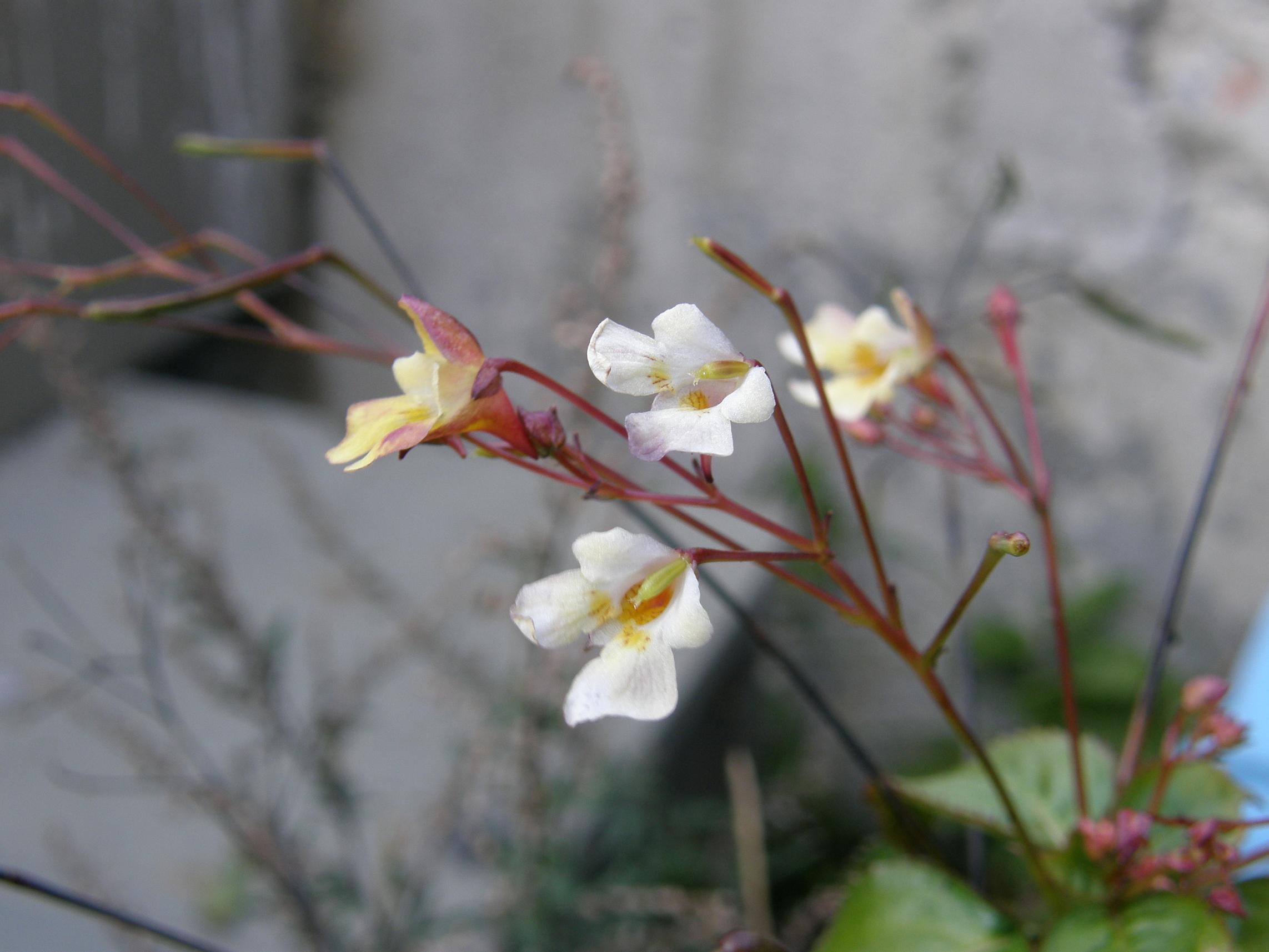 Impatiens parviflora