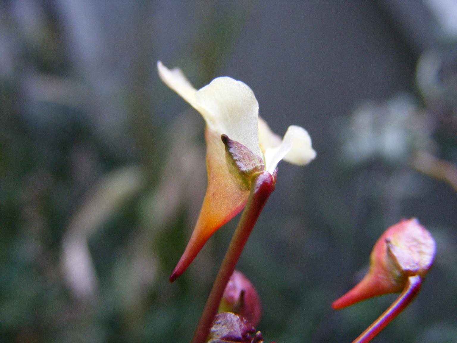 Impatiens parviflora