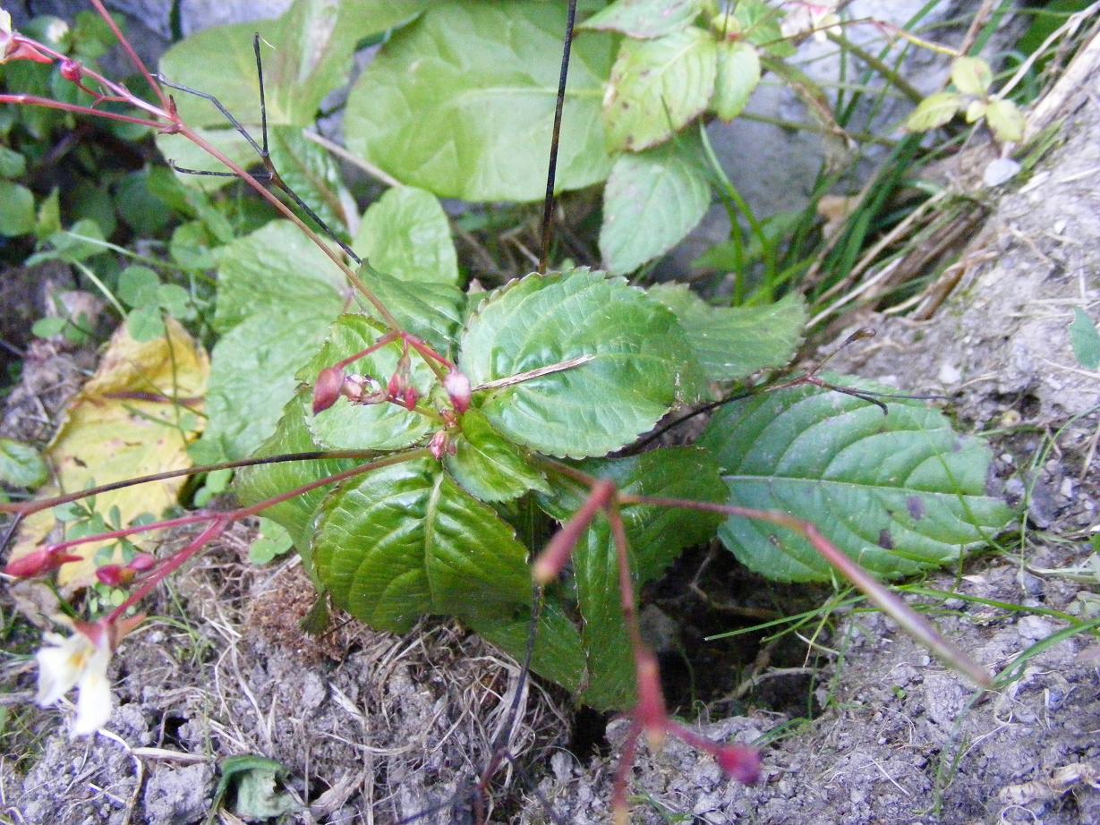 Impatiens parviflora