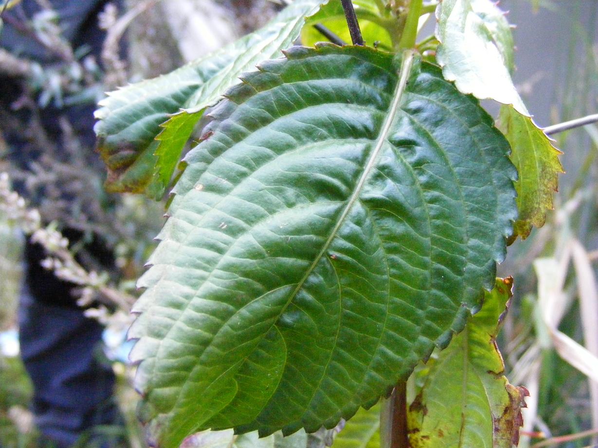Impatiens parviflora