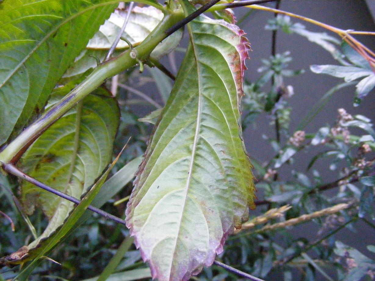 Impatiens parviflora