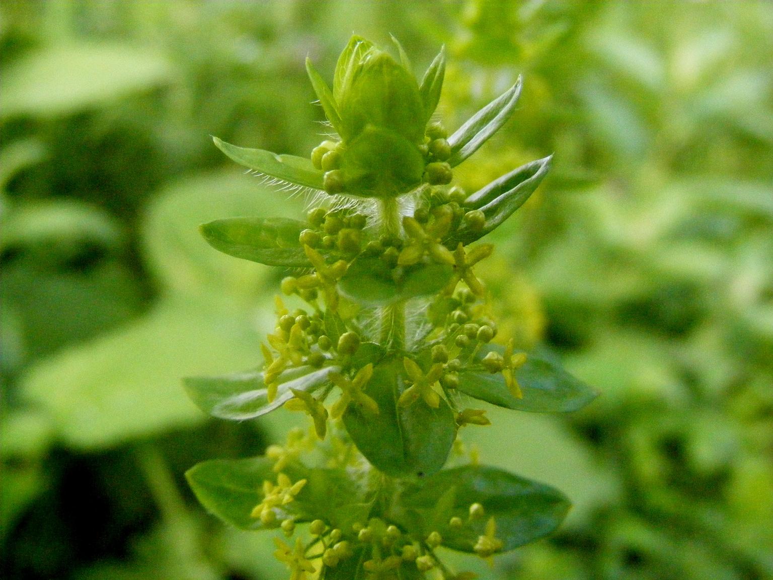 Cruciata laevipes