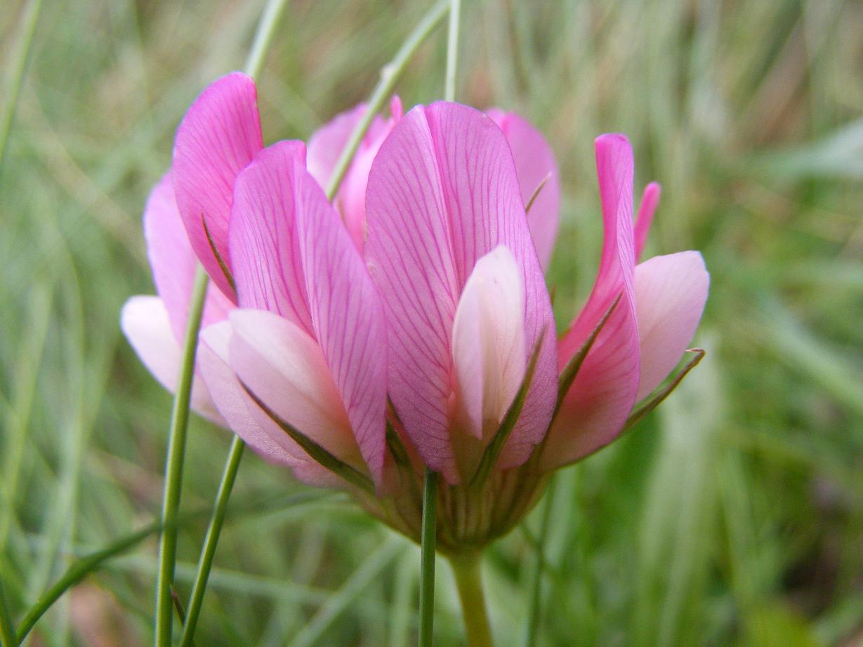 dei bei fiori rosa....2 - Trifolium alpinum