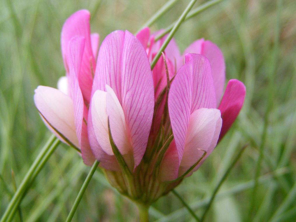 dei bei fiori rosa....2 - Trifolium alpinum