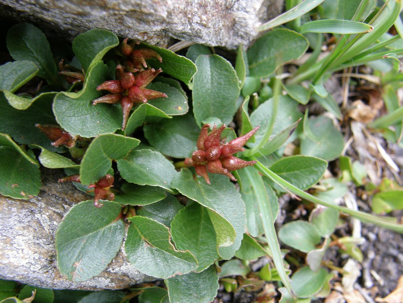 Salix herbacea / Salice erbaceo