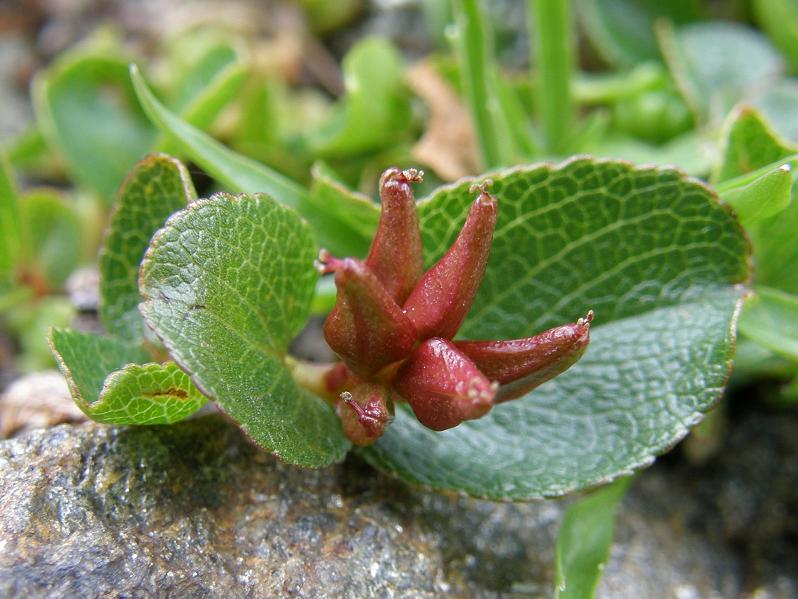 Salix herbacea / Salice erbaceo