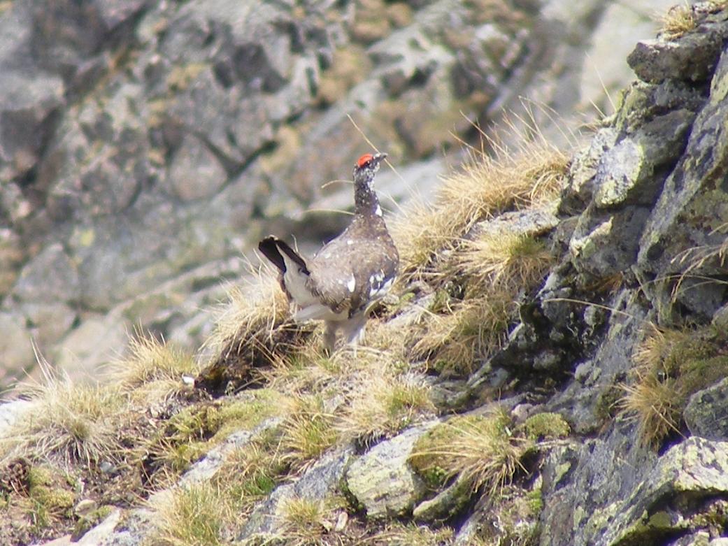 Lagopus mutus / Pernice bianca