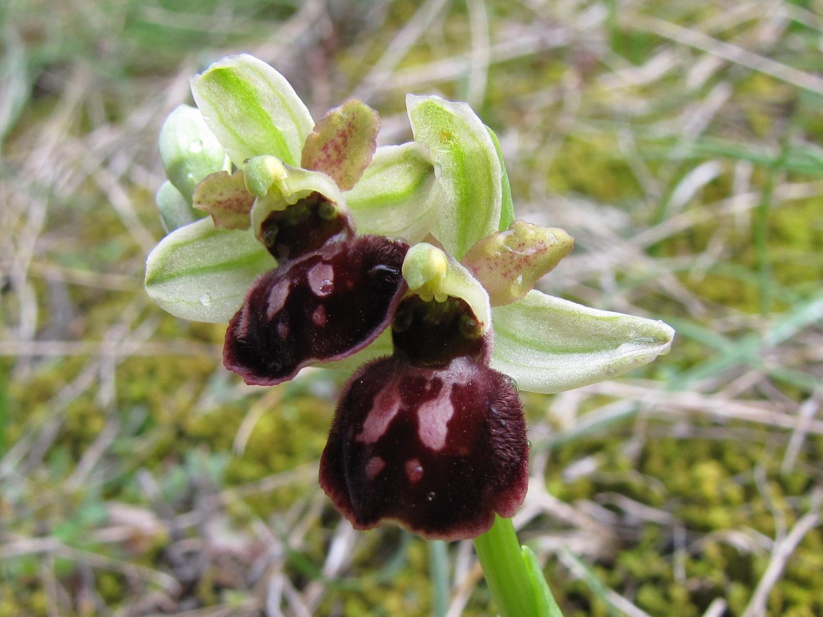 Domenica 5/4 Lago di Garda per orchidee (ex 29/3)