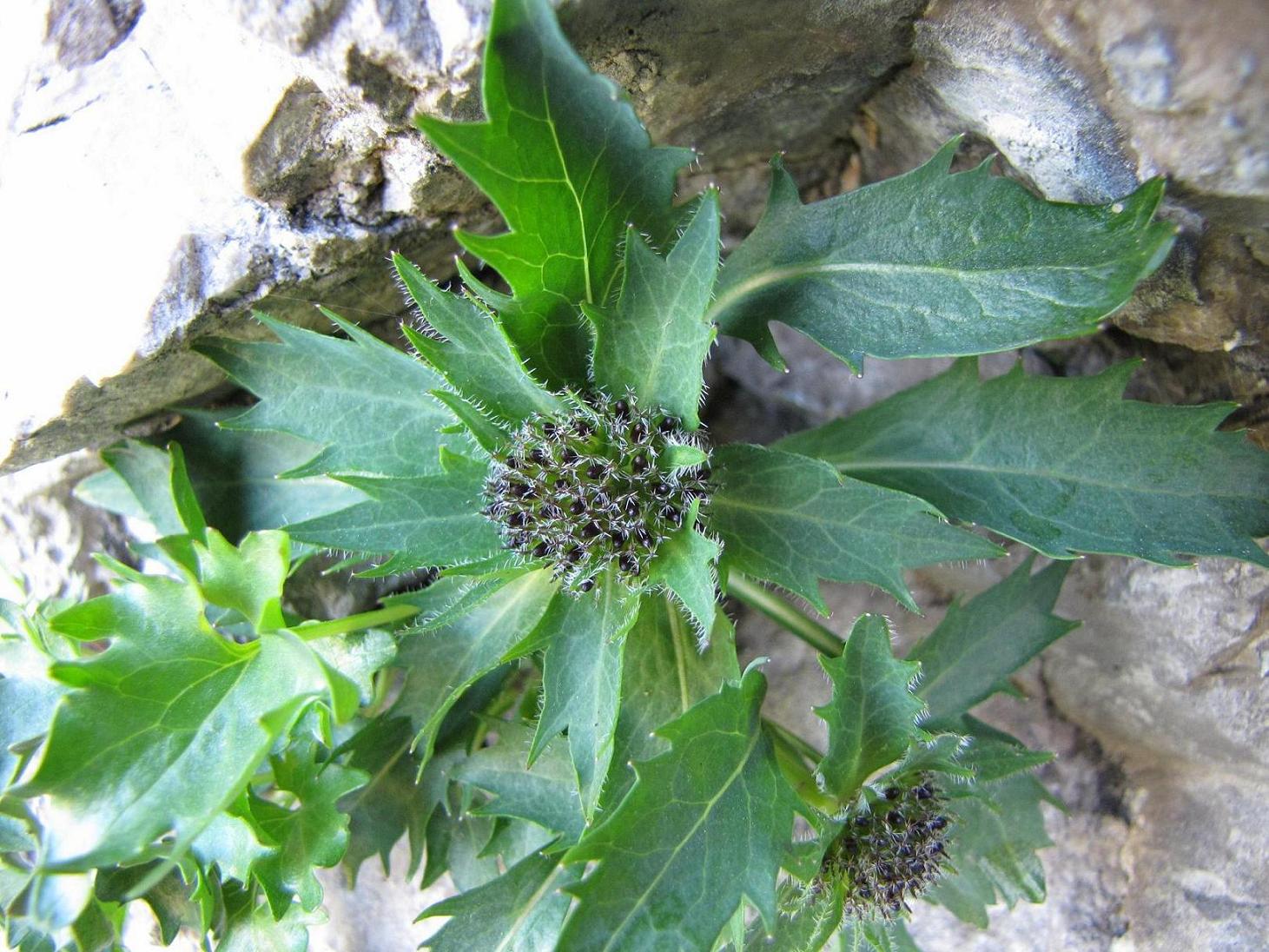 Le rupi fiorite del Garda