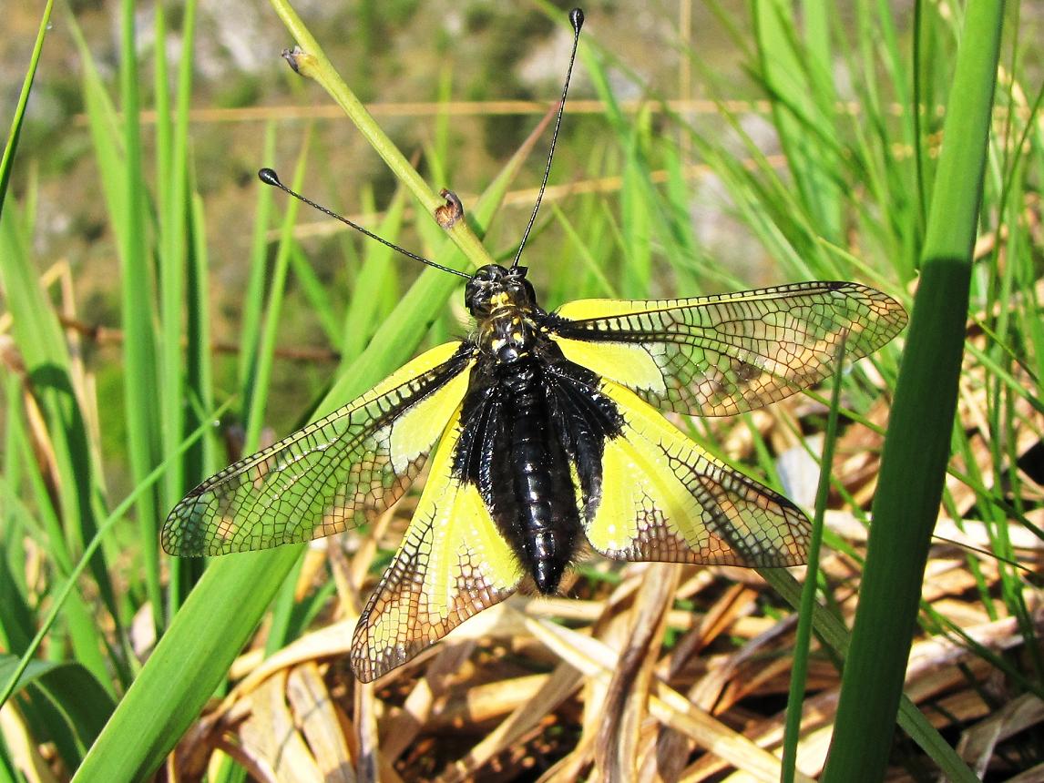 Libelloides coccajus