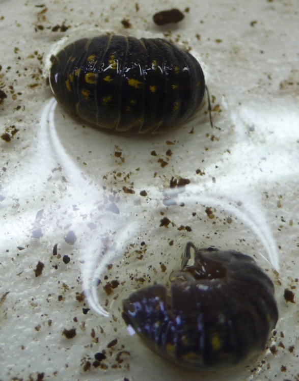 Armadillidium cf. granulatum?