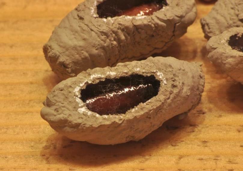 Bozzoli di Imenottero? cellette di Sceliphron curvatum