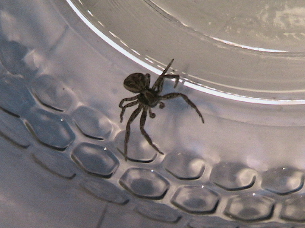 Xysticus prigioniero