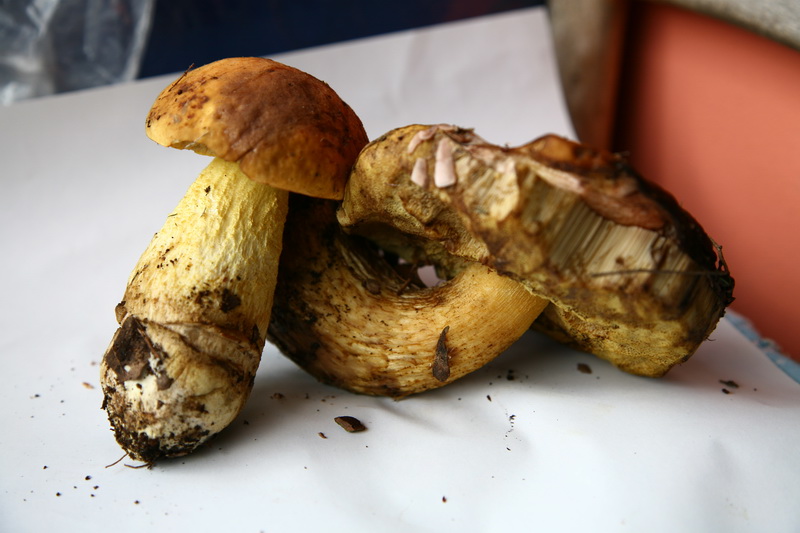 Aiuto per Funghi in lecceta