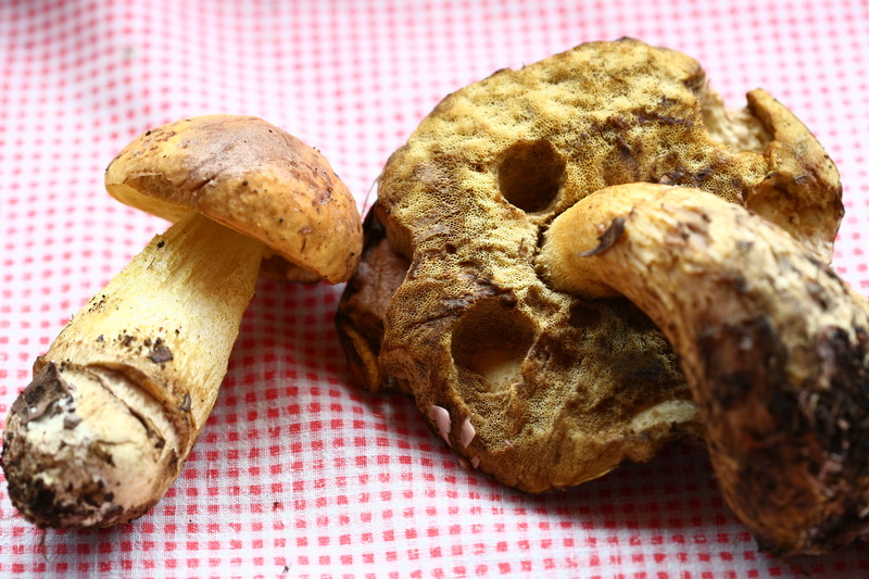 Aiuto per Funghi in lecceta