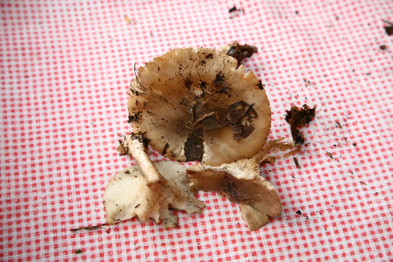 Aiuto per Funghi in lecceta