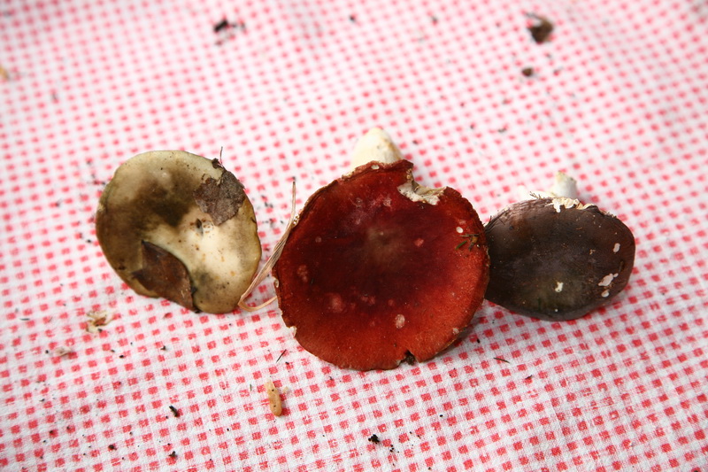 Aiuto per Funghi in lecceta